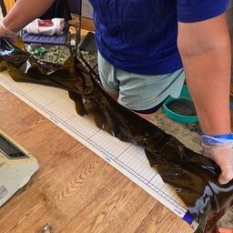 Ученые нашли большие скопления промысловых водорослей. Фото пресс-службы ВНИРО