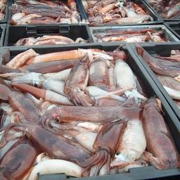 Для китайских кальмароловов ввели периоды запрета промысла в открытых водах
