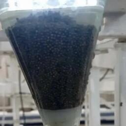 На Зеленоборском заводе Главрыбвода на инкубацию заложили икру стерляди от собственного маточного стада. Фото пресс-службы учреждения