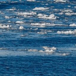 Программа РАЭ включает в том числе океанологические исследования и изучение животного мира. Архивное фото