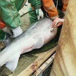 На рыбоводных заводах Азово-Черноморского филиала Главрыбвода завершился бонитировочный учет осетровых видов рыб. Кадр видео из телеграм-канала учреждения