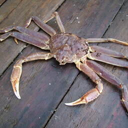 Росрыболовство распределило по пользователям квоты добычи крабов в инвестиционных целях на 2026 г.