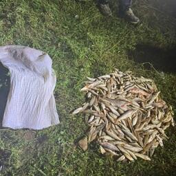 Ущерб водным биоресурсам превысил 550 тыс. рублей. Фото пресс-службы МВД по Кабардино-Балкарской Республике