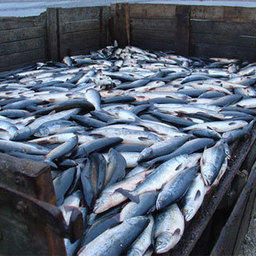 Более 30 млн. рублей принесла в бюджет Мурманской области реализация изъятого у браконьеров улова