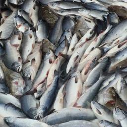 Свежепойманные лосось и треска на Дальнем Востоке