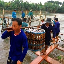 Вьетнамские рыбоводы собирают урожай пангасиуса. Фото VNA