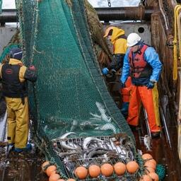 По мнению собеседников Fishnews, одной из серьезных проблем, которая негативно отражается на экономической устойчивости рыбопромышленных предприятий, стала норма о 70-процентном пороге освоения квот. Компаниям, которые по тем или иным причинам в течение двух лет подряд недоосваивали квоту, Росрыболовство предлагает добровольно расторгнуть договор. В случае отказа пользователя соответствующий иск направляется в арбитражный суд. «В сложившихся условиях многие судовладельцы могут не выполнить норму по освоению квот, особенно по малоприбыльным видам, таким как путассу. Кстати, это единственный массовый объект промысла на Северном бассейне, по которому объем квоты увеличился в сравнении с прошлым годом. В результате у рыбопромышленников осложнилась ситуация с преодолением 70-процентного порога», — отметил генеральный директор Союза рыбопромышленников Севера (СРПС) Константин Древетняк. По его словам, СРПС направлял соответствующие обращения и в Росрыболовство, и в Минсельхоз. Подключали и сенаторов. «В принципе, все с нами согласны, даже пути решения проблемы наметились, но пока она не решена», — констатировал руководитель отраслевого объединения. Схожей позиции по поводу 70-процентного порога придерживается и экс-гендиректор Союза рыбопромышленников Севера, ныне заместитель председателя Мурманской областной думы Геннадий Степахно. «Эта проблема особенно важна и принципиальна для Северного бассейна — тех рыбаков, которые ведут добычу основных пелагических видов рыб в зонах иностранных государств и конвенционных районах по межправительственным соглашениям (в акваториях Норвегии, Фарер, НЕАФК, НАФО и других водах). Мурманская областная дума, ВАРПЭ, Парламентская ассоциация Северо-Запада России своими обращениями поддержали рыбаков Севера», — подчеркнул Геннадий Степахно. О других возможных мерах поддержки рыбаков Севера читайте в полном варианте статьи в рубрике «Крупным планом» на сайте Fishnews.