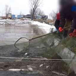 Часть незаконного улова злоумышленники спрятали в садке с другими рыбами. Кадр оперативной съемки. Кадр оперативной съемки