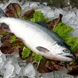 В Бристольском заливе рыбаки добыли свыше 40 млн нерок. Архивное фото