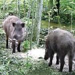 Кабаны у прикормочного места