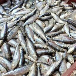 К 20 мая рыбаки Дагестана добыли 20,7 тыс. тонн биоресурсов. Фото пресс-службы ВНИРО