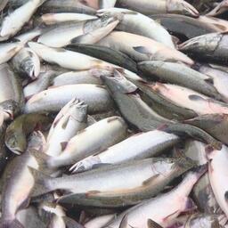 В общей сложности региону выделено 16199 тонн тихоокеанских лососей и гольцов