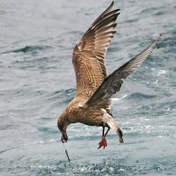 Птица пытается снять наживку с крючка. Фото пресс-службы WWF России