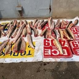 Полицейские изъяли у браконьеров свежую и переработанную рыбу. Фото пресс-службы СУ СК России по Астраханской области