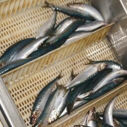 Сардина-иваси в 2024 г. вышла на второе место в общем вылове Камчатского края