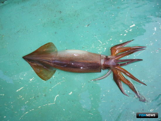 Тихоокеанский кальмар