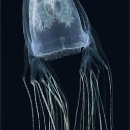 Новый вид медуз Chironex. Фото ФАО/Программа «ЭПР – Нансен»