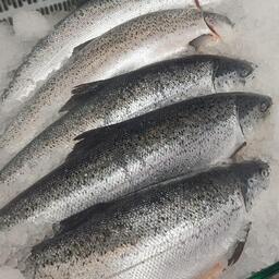 Форель — самая популярная рыба в аквакультуре Карелии. Архивное фото 