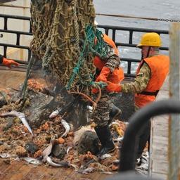 Траловая бригада высыпает улов на палубу НИС «Профессор Кагановский». Фото пресс-службы ВНИРО