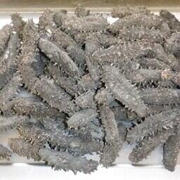 Трепанг поставляли в Китай, занижая его таможенную стоимость. Фото пресс-службы ДВТУ