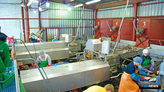 В сахалинском ООО «Антрацит» работают уже три линии непрерывной переработки лососевых NAG-501 