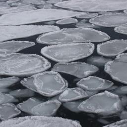 По мнению специалистов, рыб можно рассматривать как индикаторы состояния арктической экосистемы