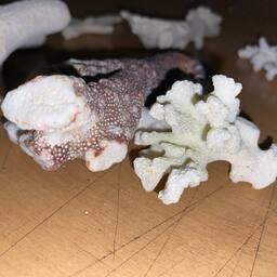 В аэропорту Екатеринбурга задержали пассажирку с незаконно ввезенными кораллами. Фото пресс-службы УТУ