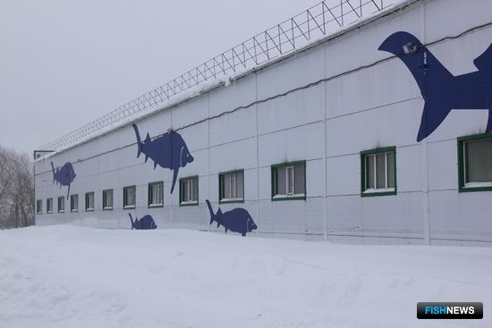 В Самарской области начало работу предприятие по воспроизводству стерляди и щуки. Фото пресс-службы ФАР