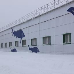 В Самарской области начало работу предприятие по воспроизводству стерляди и щуки. Фото пресс-службы ФАР