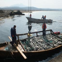 Выгрузка уловов лосося на Кунашире