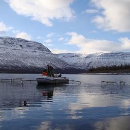 Производителей отловили на озере Собачьем. Фото пресс-службы Проектного офиса развития Арктики