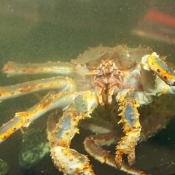 Крабы составили порядка 95% доли от всего экспорта ракообразных