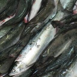 На рыболовных участках добывают лосось, в том числе горбушу