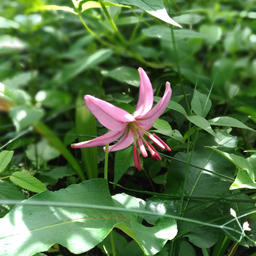 Одно из лесных богатств Приморья – красивые цветы