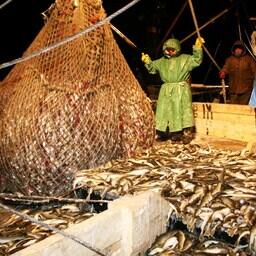 Правительственная комиссия по развитию рыбохозяйственного комплекса занимается вопросами госполитики в отрасли