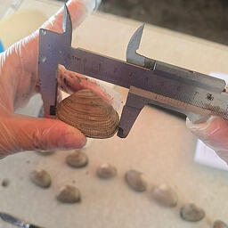 Измерение длины петушка. Фото пресс-службы СахНИРО