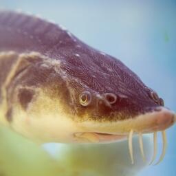 Предлагаемый перечень объектов товарной аквакультуры для сельхозстрахования с господдержкой включает, в частности, осетровых