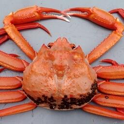 На торгах попытаются разыграть, в частности, доли квот красного краба-стригуна (японикуса). Фото предоставлено пресс-службой ТИНРО