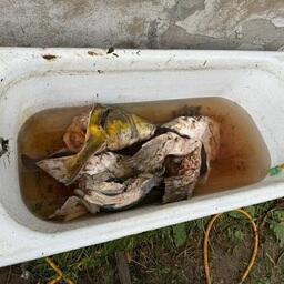 Ущерб от добычи «краснокнижной» рыбы правоохранители оценили более чем в 1 млн рублей. Фото пресс-службы УМВД России по Сахалинской области