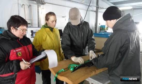 Специалисты провели бонитировку стада сахалинского осетра. Фото пресс-службы Сахалинрыбвода