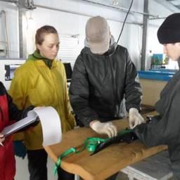 Специалисты провели бонитировку стада сахалинского осетра. Фото пресс-службы Сахалинрыбвода
