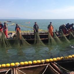 Добыча лосося в Хабаровском крае. Фото пресс-службы комитета по рыбному хозяйству минприроды региона