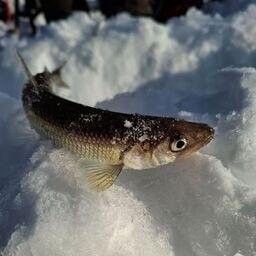 Камчатский филиал ВНИРО завершил исследования состояния запасов корюшки на озере Нерпичье. Фото пресс-службы института