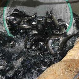 В Ладожское озеро выпустили 70 тыс. сеголеток палии. Фото пресс-службы Северо-Западного теруправления Росрыболовства