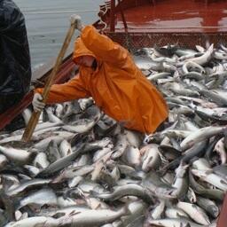 Добыча лосося на Камчатке