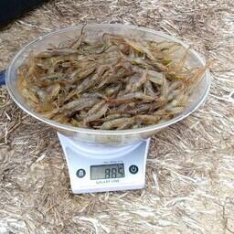 За последние пять лет запасы креветок в Азовском море увеличились в 3,5 раза. Фото пресс-службы АзНИИРХ