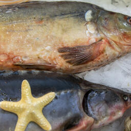 В Тюменской области на аукцион выставлены пять озерных рыбоводных участков под пастбищную аквакультуру
