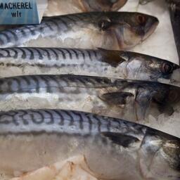 Норвегия, Великобритания, Исландия и Фарерские острова договорились о значительном сокращении добычи скумбрии в северо-восточной Атлантике