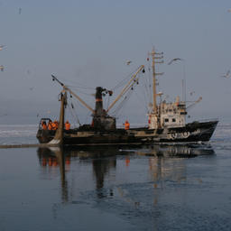Маломерный флот используется, в частности, на промысле наваги у берегов Сахалина