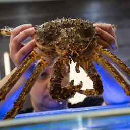 Российский живой краб пользуется большим спросом в Китае. Архивное фото